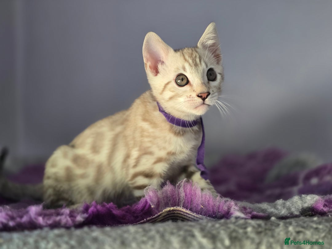 Bengal cats for sale: TICA Champion Bengal Kittens  - Image 23