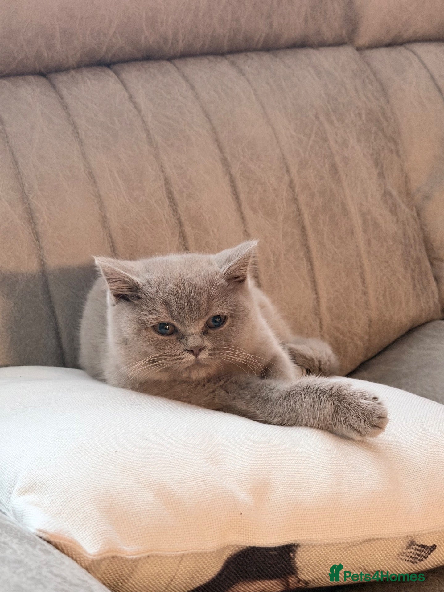 British Shorthair cats for sale: GCCF Registered BH Kittens 2 female Left - Advert 14