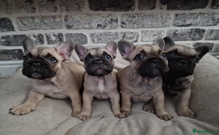 French Bulldog dogs - Advert 5