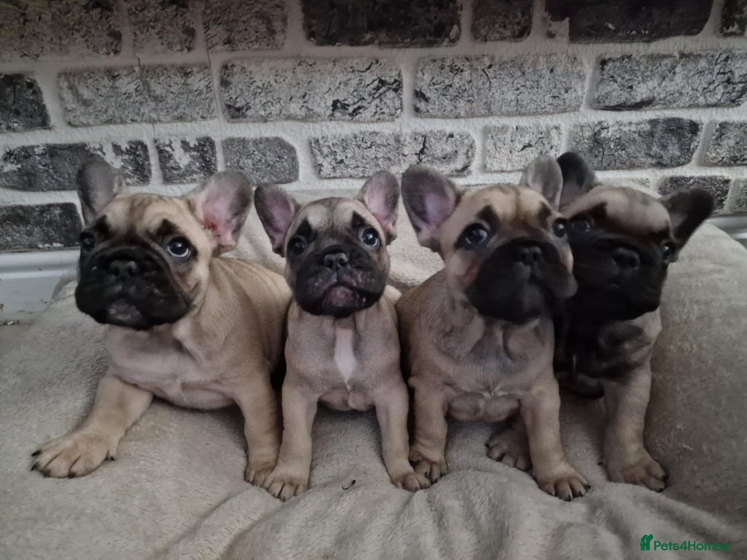 French Bulldog dogs for sale: French Bulldog puppies  - Image 1