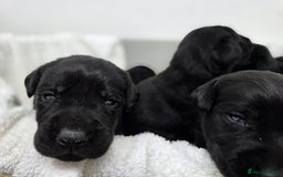 Labrador Retriever dogs for sale: 🐾 Adorable Black Labrador Puppies Ready Soon 🖤🐾 - Image 11
