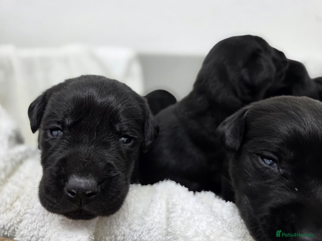 Labrador Retriever dogs for sale: 🐾 Adorable Black Labrador Puppies Ready Soon 🖤🐾 - Image 11