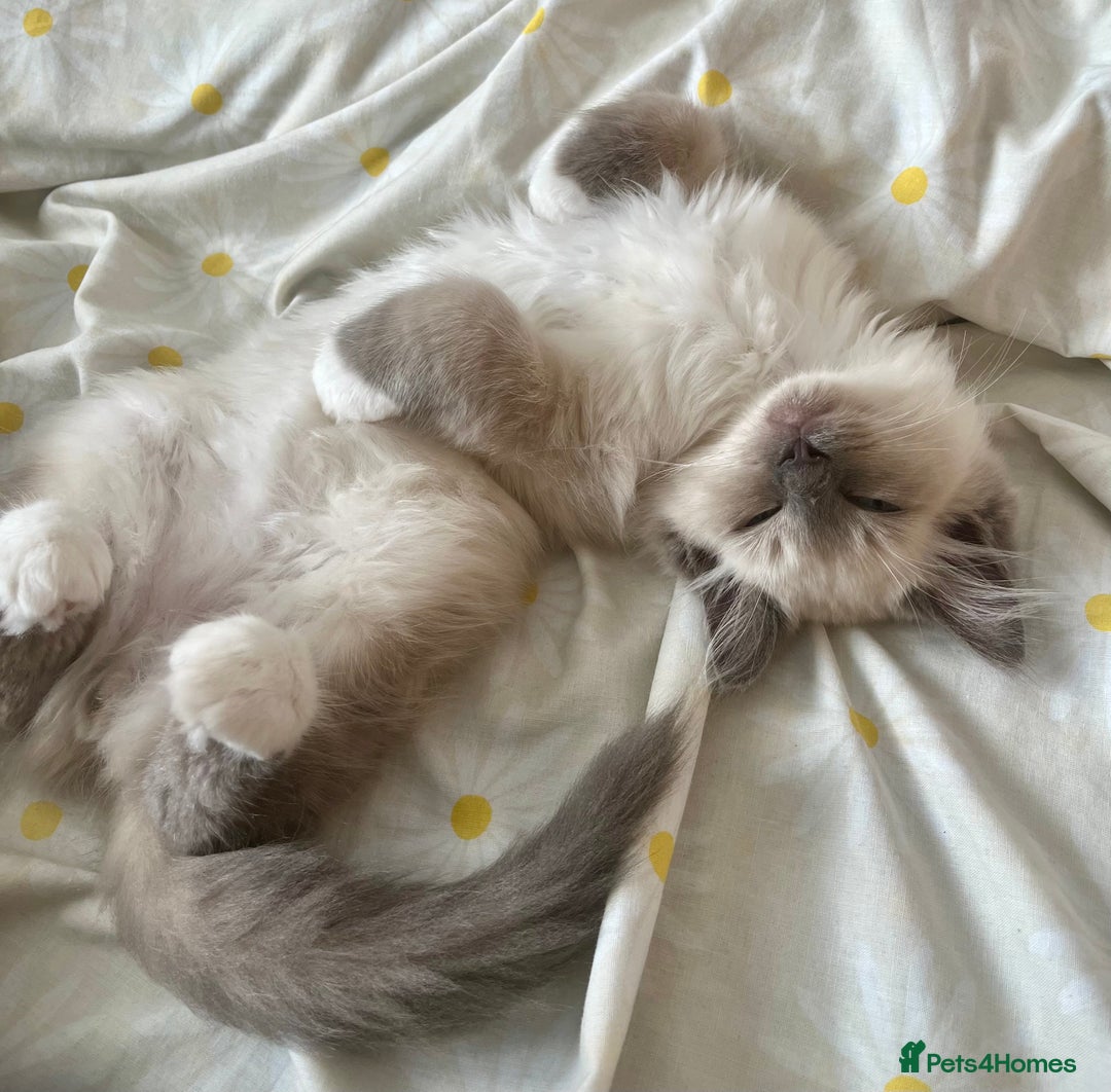 Ragdoll cats for sale: Gorgeous Mitted Bluepoint Ragdoll - Image 3