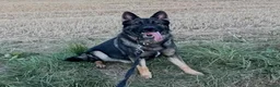 German Shepherd dogs for stud: Working line German shepherd for stud  - Advert 1