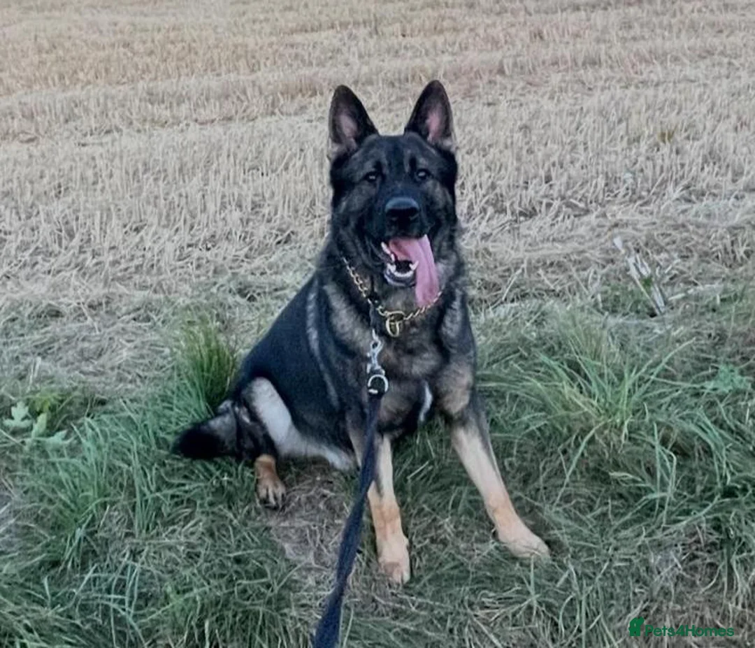 German Shepherd dogs for stud: Working line German shepherd for stud  - Advert 1