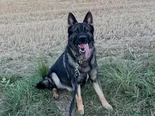 German Shepherd dogs Working line German shepherd for stud - Advert 1