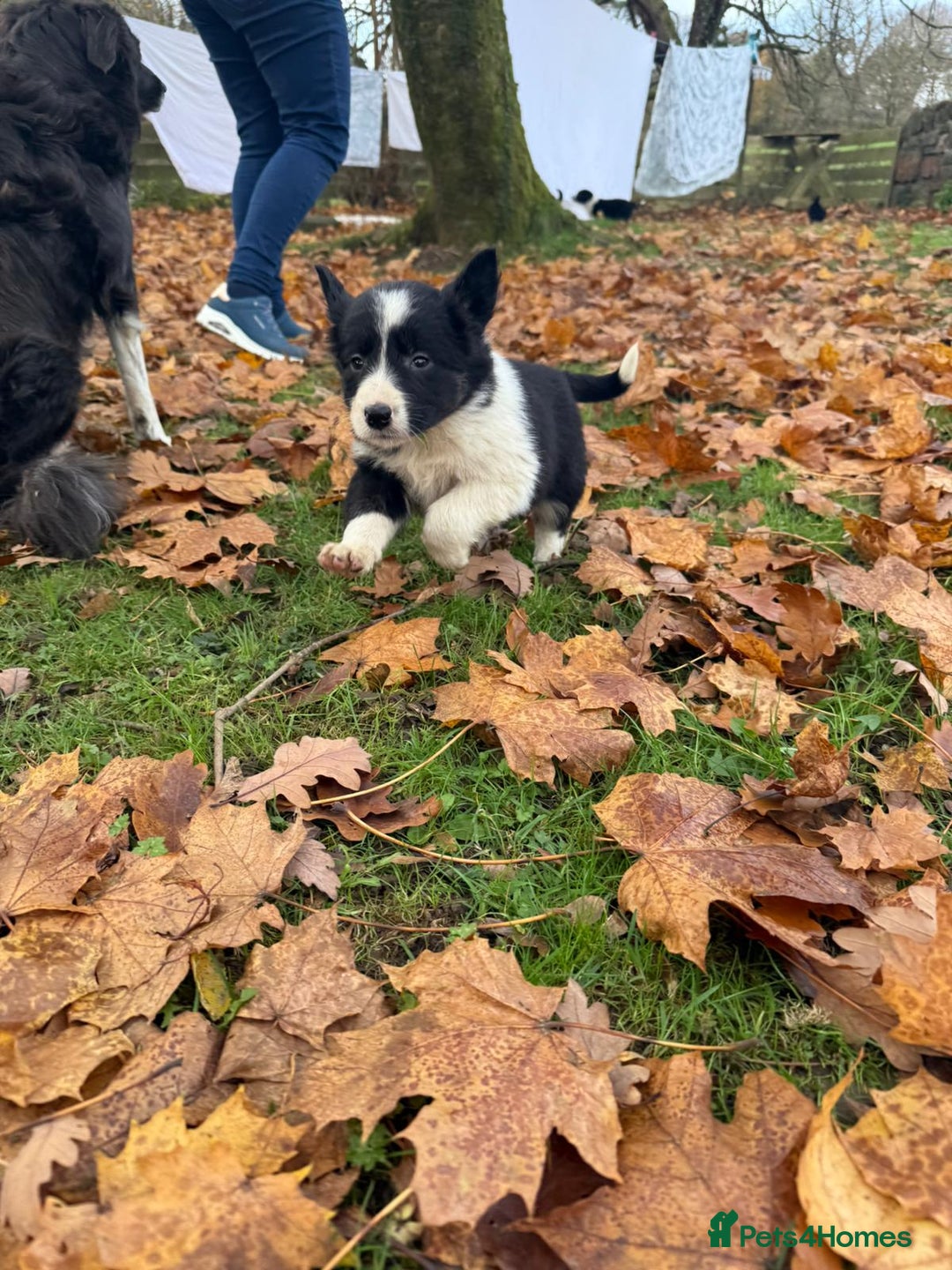 Border Collie dogs for sale: Gorgeous Border Collie Pups - Advert 1