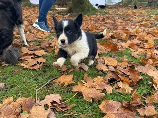 Border Collie dogs Gorgeous Border Collie Pups - Advert 5
