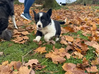 Border Collie dogs Gorgeous Border Collie Pups - Advert 13