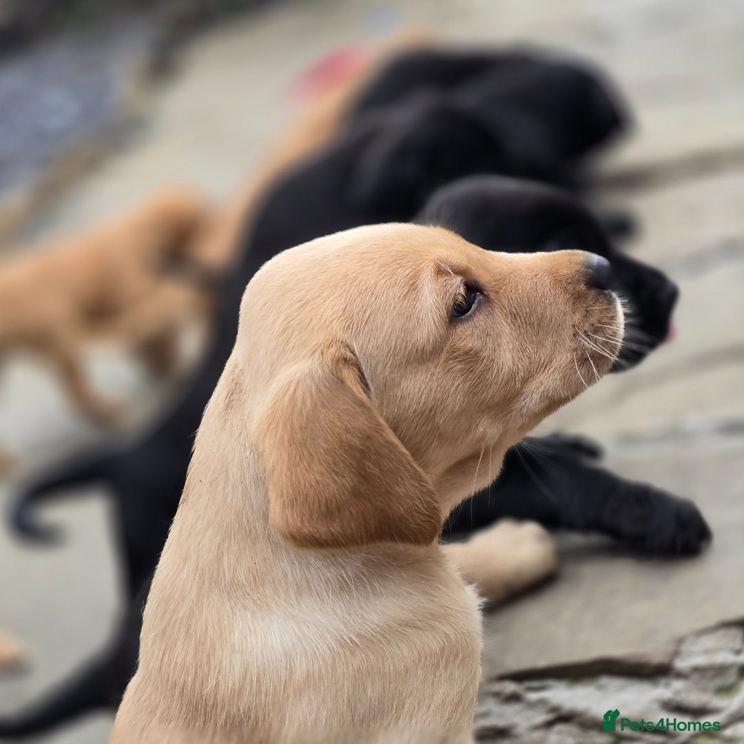 Labrador Retriever dogs for sale: Milromali labradors.Bred for health & temperament  - Image 7