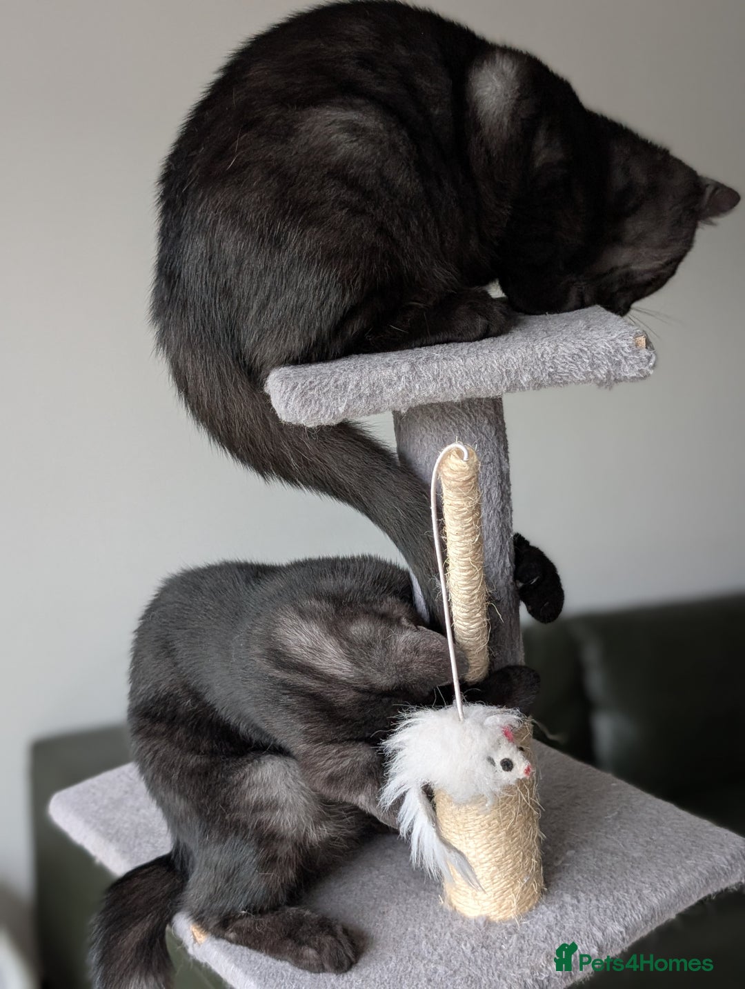 Selkirk Rex cats for sale: 😻 Stunning Selkirk Rex Mix Kittens 😻 - Image 9