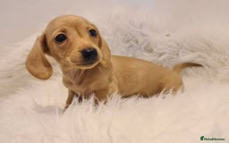 Miniature Dachshund dogs for sale: KC Daxi's health tested parents.READY - Image 11