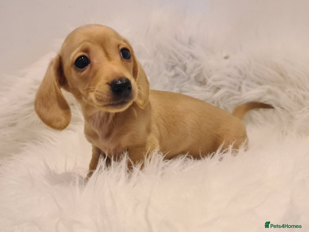 Miniature Dachshund dogs for sale: KC Daxi's health tested parents.READY - Image 11