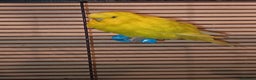 Budgerigars birds for sale: Budgies - Advert 3
