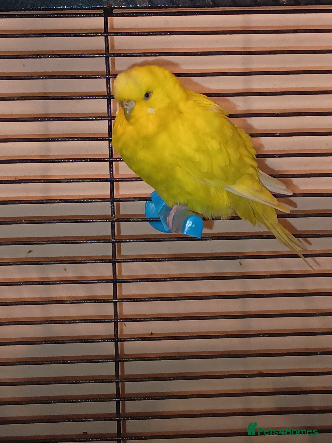 Budgerigars birds for sale: Budgies - Advert 3