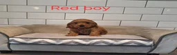Cockapoo dogs for sale: F1 Cockapoo puppies - Advert 7