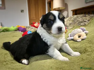 Australian Shepherd dogs Rare Mini Australian Shepherd puppies- show line. - Advert 1