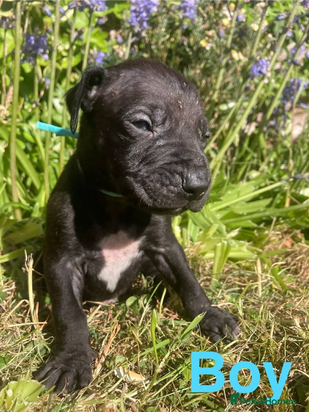 Mixed Breed dogs for sale: Gorgeous Rhodesian Ridgeback cross puppies  - Advert 21