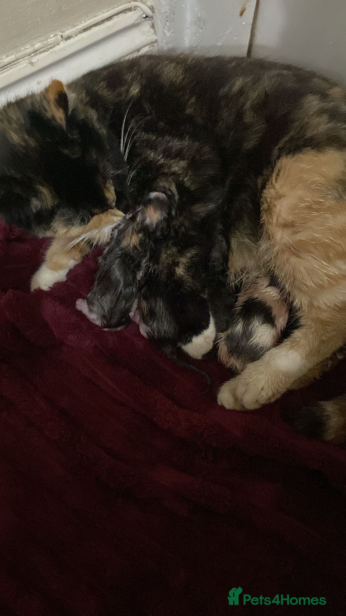 Mixed Breed cats Black male kitten looking for forever home - Advert 2