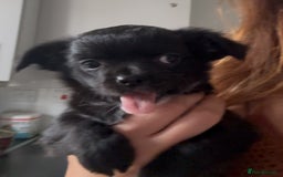 Chihuahua dogs for sale: The most adorable chihuahua boy I’ve ever seen  - Image 3
