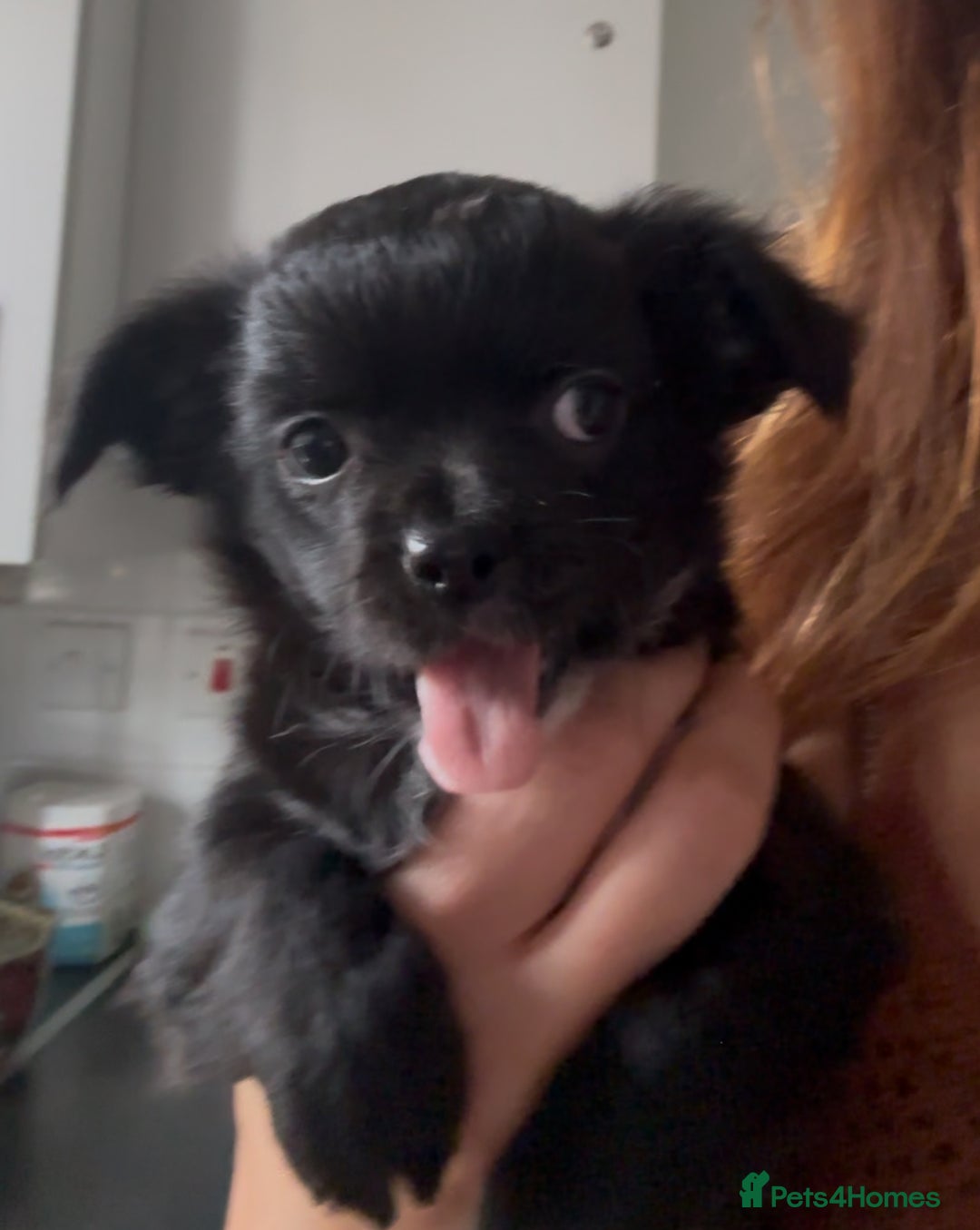 Chihuahua dogs for sale: The most adorable chihuahua boy I’ve ever seen  - Image 3