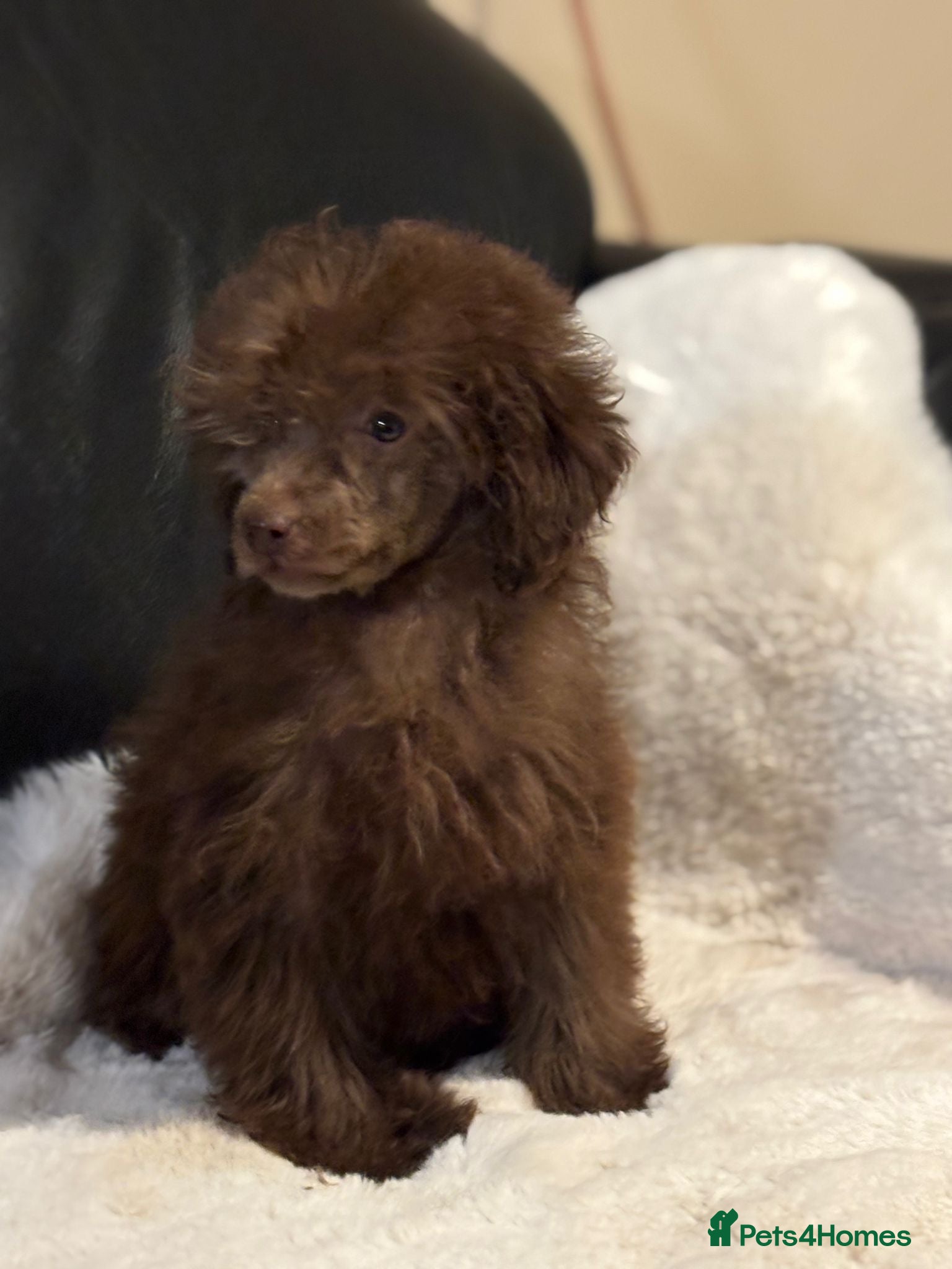 Toy Poodle dogs Stunning litter of toy poodles last girl  - Advert 1