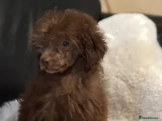 Toy Poodle dogs Stunning litter of toy poodles last girl - Advert 1