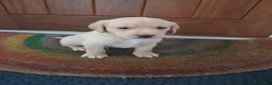 Puppy 2
