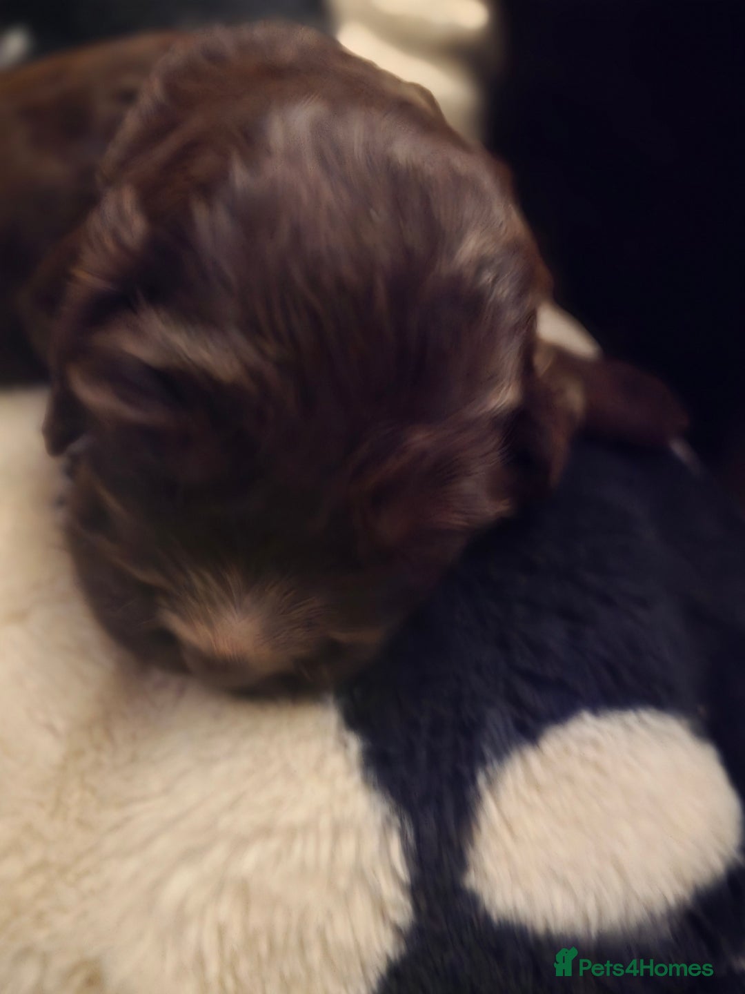 Cocker Spaniel dogs for sale: Cocker spaniel puppies - Image 30