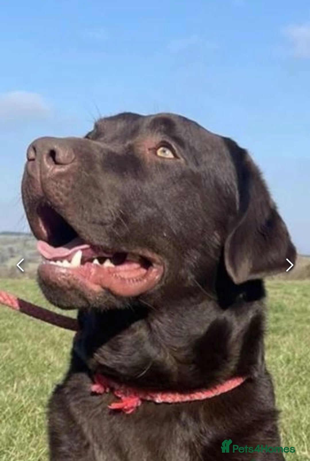 Labrador Retriever dogs for sale: Beautiful Dark Chocolate Labrador Retriever Bitch  - Image 10
