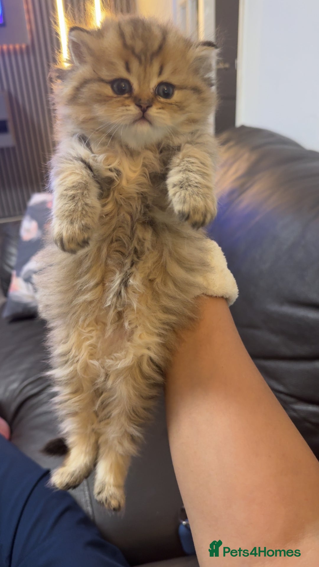 Persian cats for sale: Persian chinchilla kittens  - Advert 27