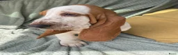 Basset Hound dogs for sale: Beautiful Basset Hound Puppies - Advert 7