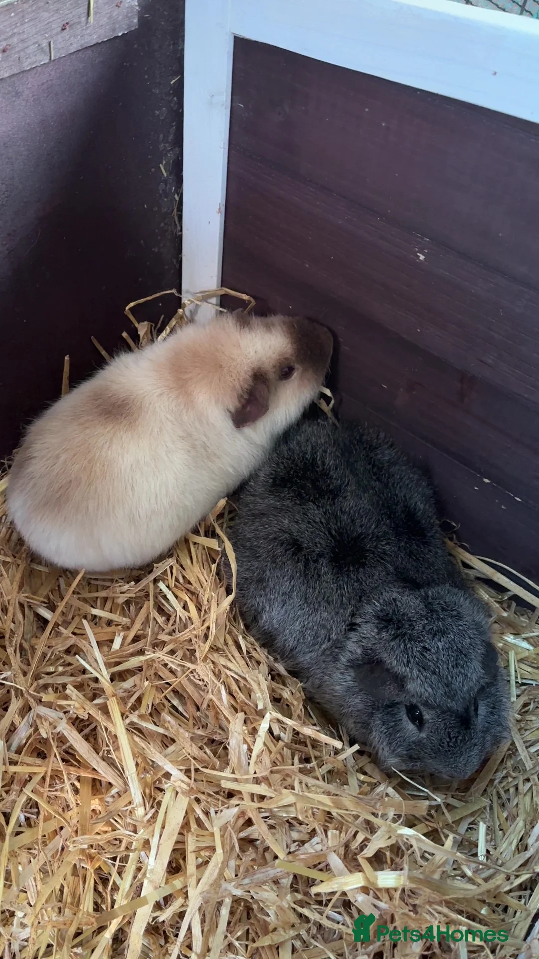 Guinea Pig rodents for sale: 2 boars must go together !  - Advert 2