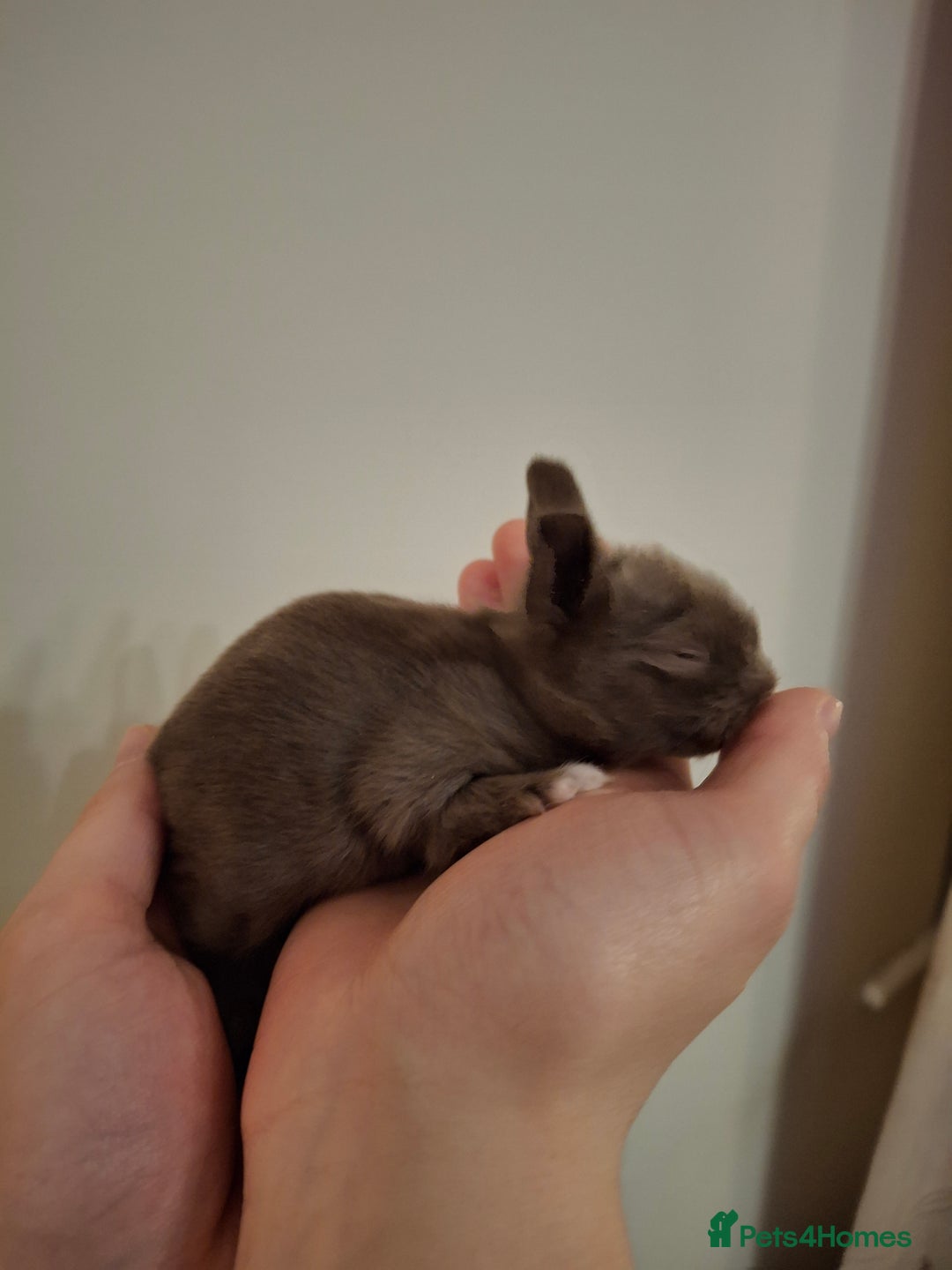 Lionhead rabbits for sale: Purebred Lionhead babies - Advert 5