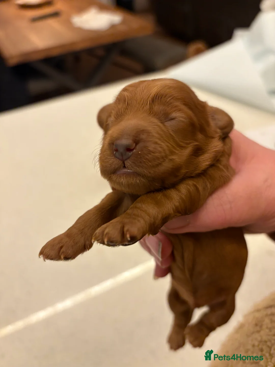 Cavapoo dogs for sale: CAVAPOOS RED TOY SIZE  - Advert 14