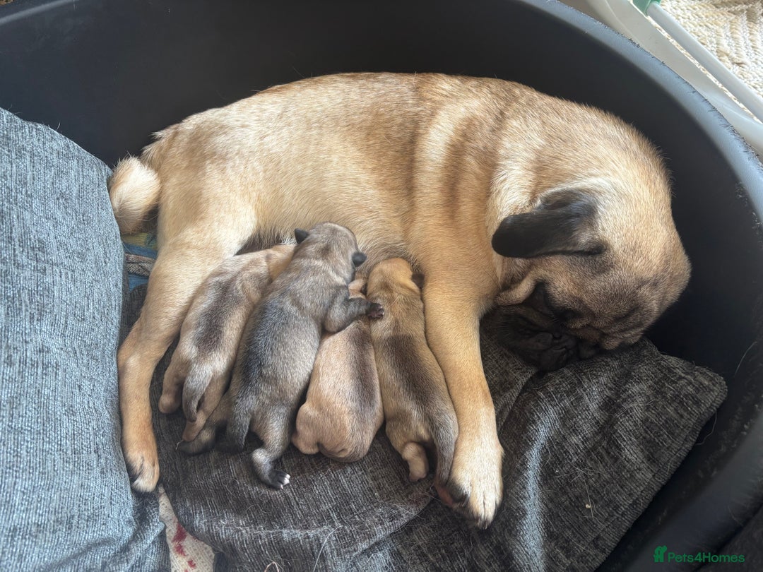 Pug dogs for sale: 4 Puppy Pugs - Image 9