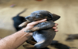 Miniature Dachshund dogs for sale: 🧬 🐶 Beautiful miniature dachshunds 🐶 🧬  - Image 4