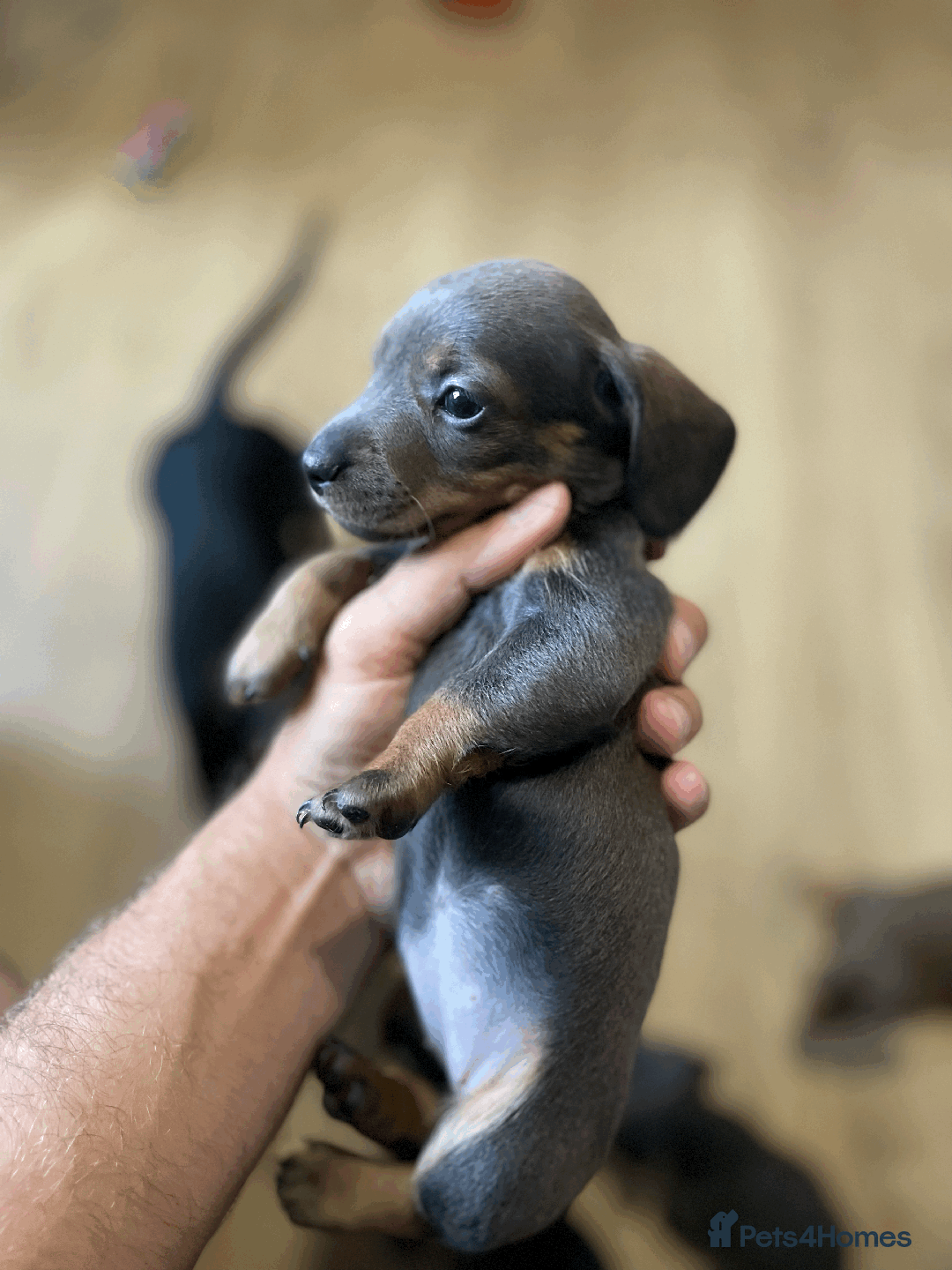 Miniature Dachshund dogs for sale: 🧬 🐶 Beautiful miniature dachshunds 🐶 🧬  - Image 4