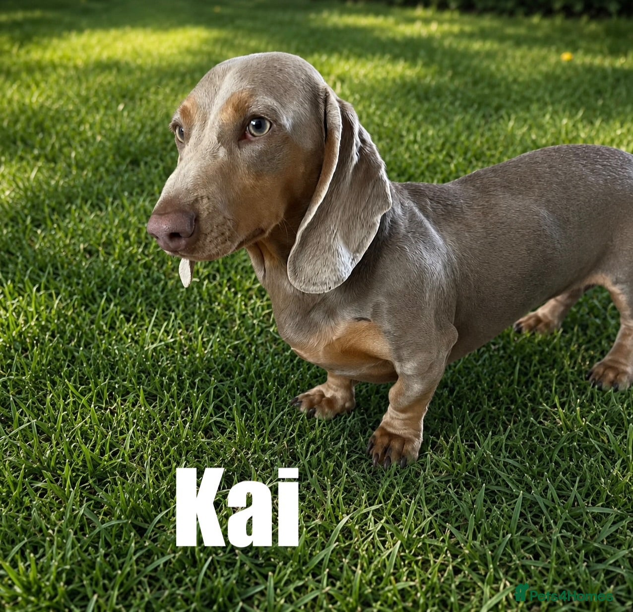 Miniature Dachshund dogs KC reg Isabella & Tan Stud! Free ovulation test - Advert 1
