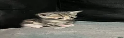 Mixed Breed cats for sale: Beautiful Domestic Shorthair Kittens  🐾 - Advert 21