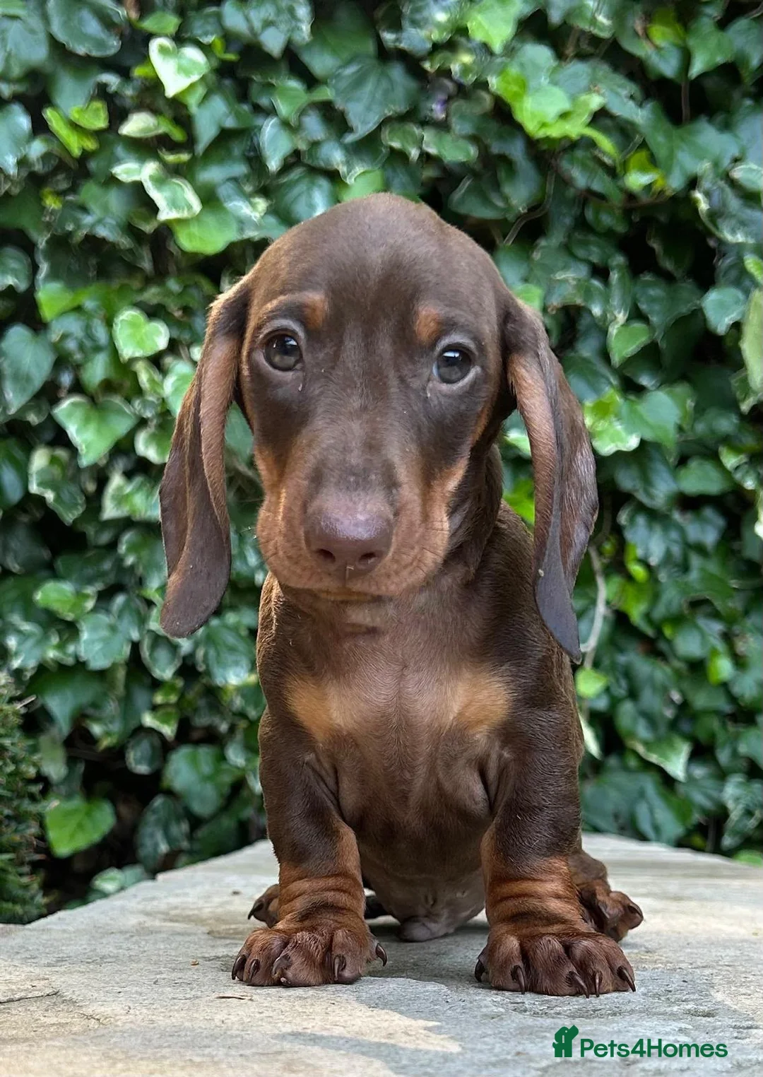 Miniature Dachshund dogs for sale: 3 LEFT! READY NOW STUNNING MINI DACHSHUNDS - Advert 1