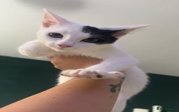 Domestic Shorthair cats for sale: Blair beautiful domestic short haired  - Image 4