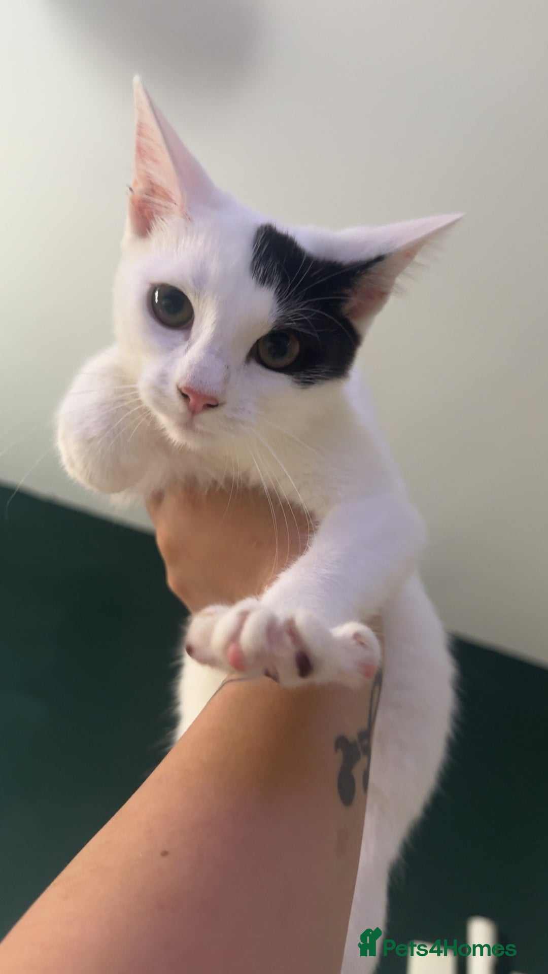 Domestic Shorthair cats for sale: Blair beautiful domestic short haired  - Image 4