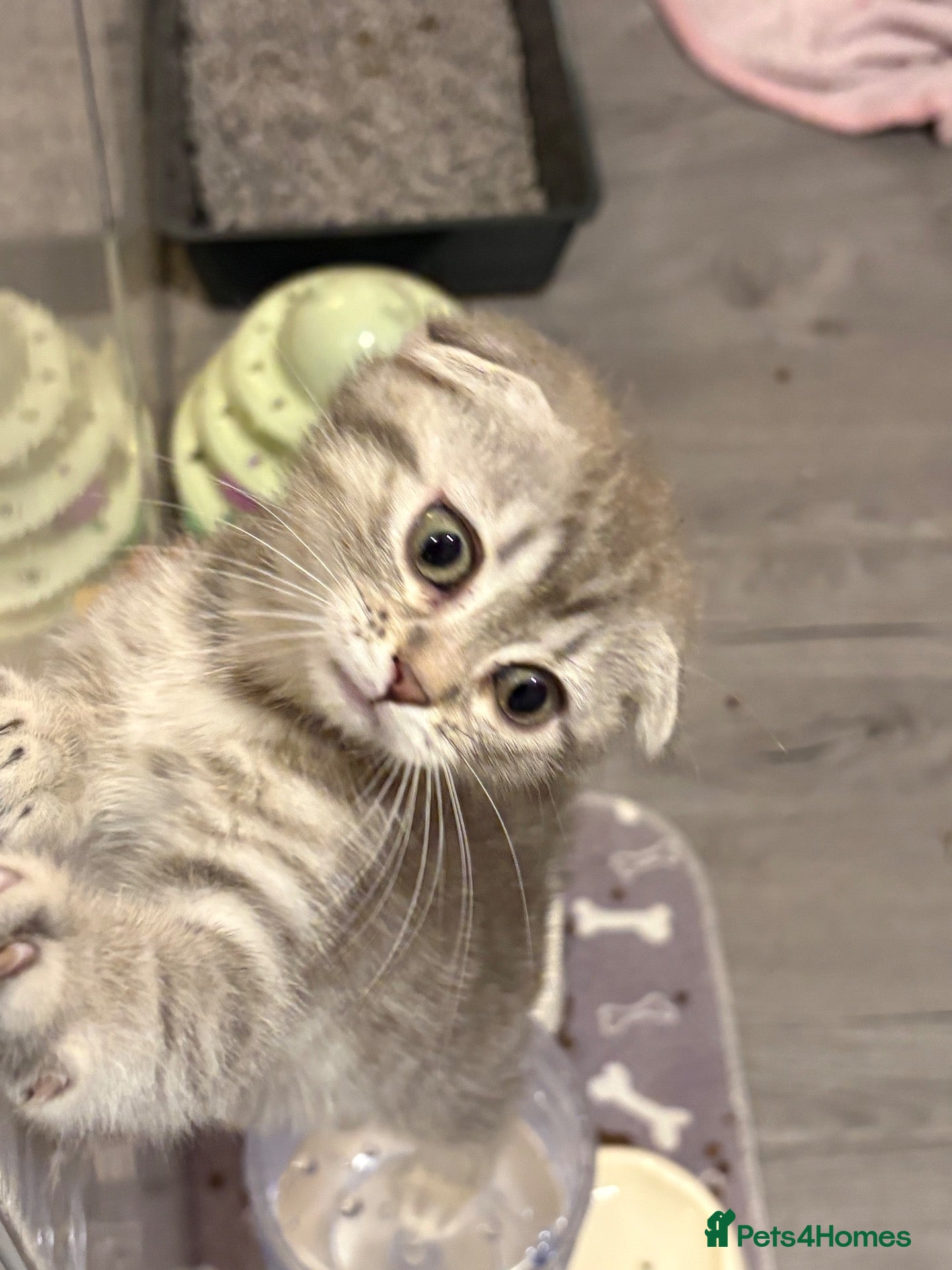 Scottish Fold cats Last little fold baby available  - Advert 2