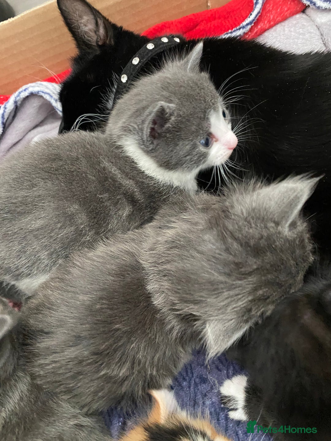 Domestic Shorthair cats for sale: 5 Adorable Kittens -available from end of October  - Image 9