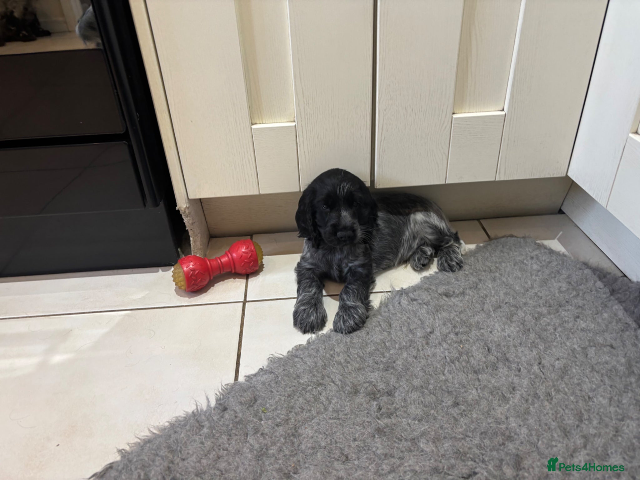 Cocker Spaniel dogs Cocker Spaniel (Show Type) Blue Roan KC reg  - Advert 1