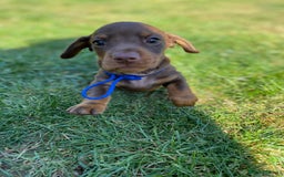 Miniature Dachshund dogs for stud: Kc, pra clear Miniature smooth dachshund. in King's Lynn - Image 22
