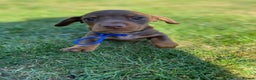 Miniature Dachshund dogs for stud: Kc, pra clear Miniature smooth dachshund. in King's Lynn - Advert 22