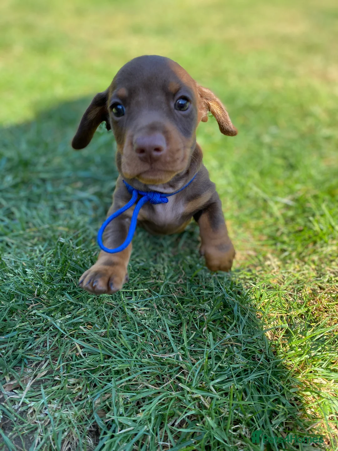 Miniature Dachshund dogs for stud: Kc, pra clear Miniature smooth dachshund. in King's Lynn - Advert 22