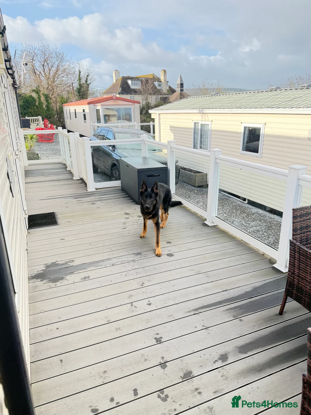 German Shepherd dogs for sale: German Shepherd 8months old looking for a new home - Advert 2